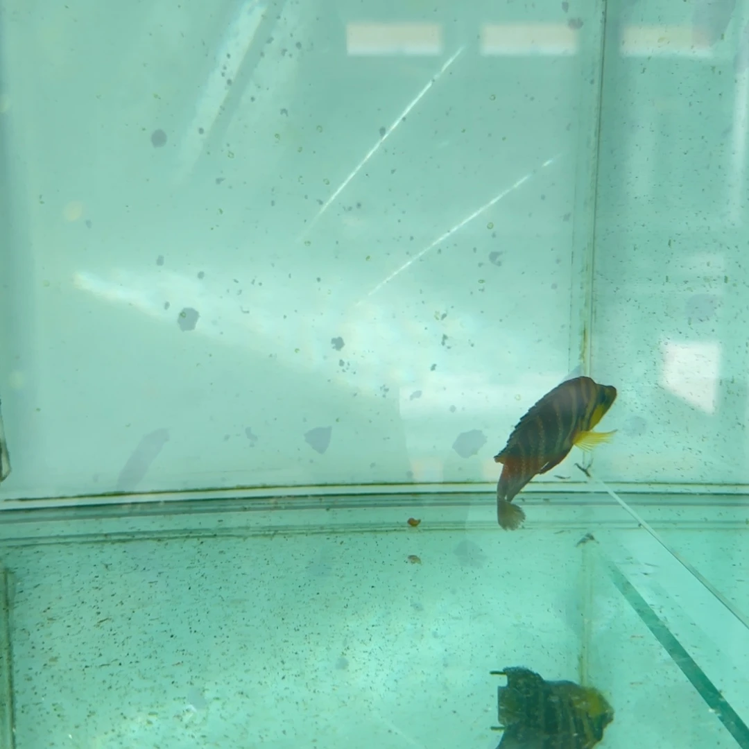 慈鲷野生金头虎1125。