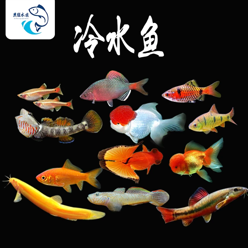 冷水鱼观赏鱼鱼金鱼虾虎鱼鳑鲏鱼苗金丝白云鱼钻石彩虹鲫鱼黄金鳅
