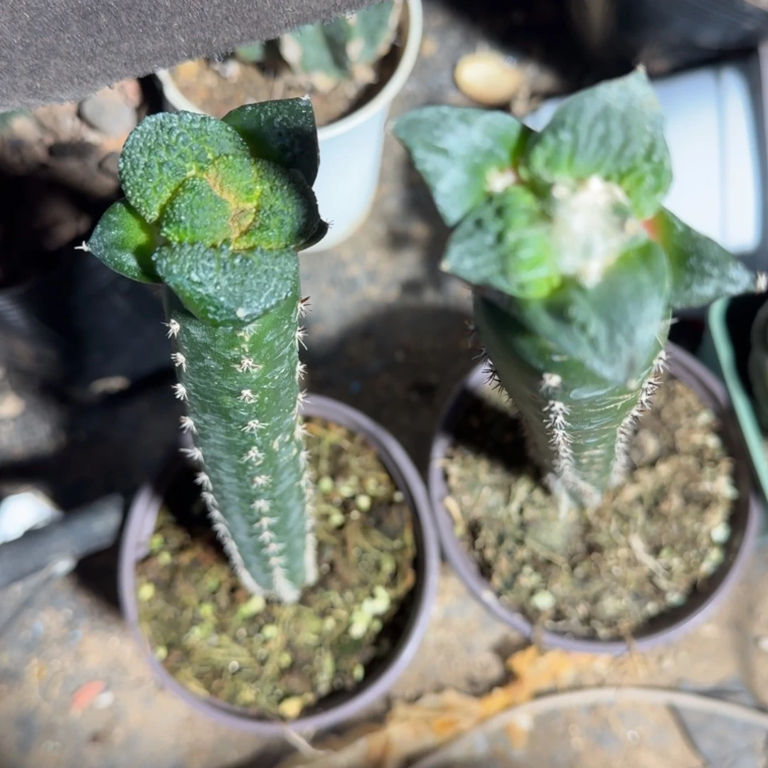 【闪购商品】西*风两颗精品