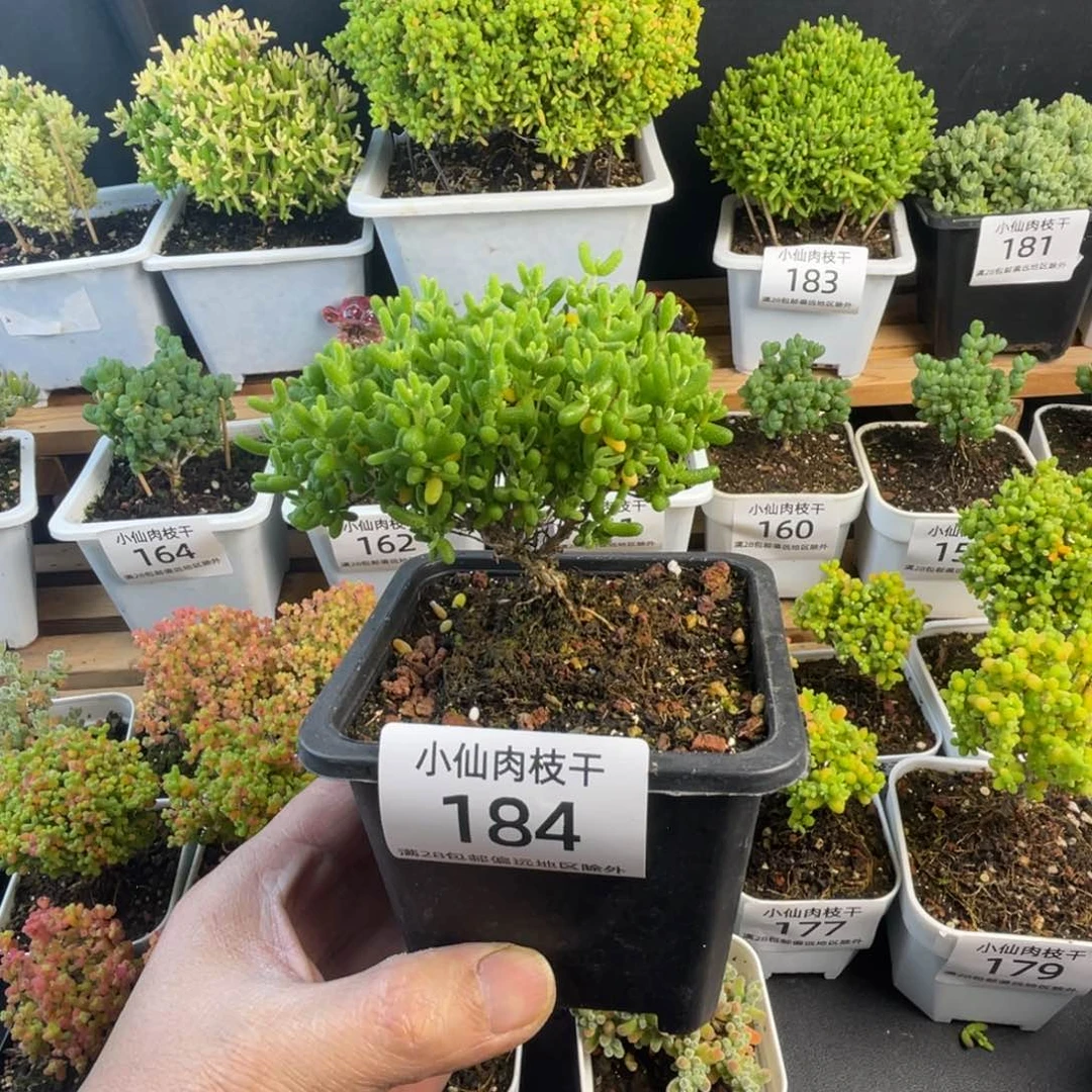 184枝干番杏10口盆蜜橘