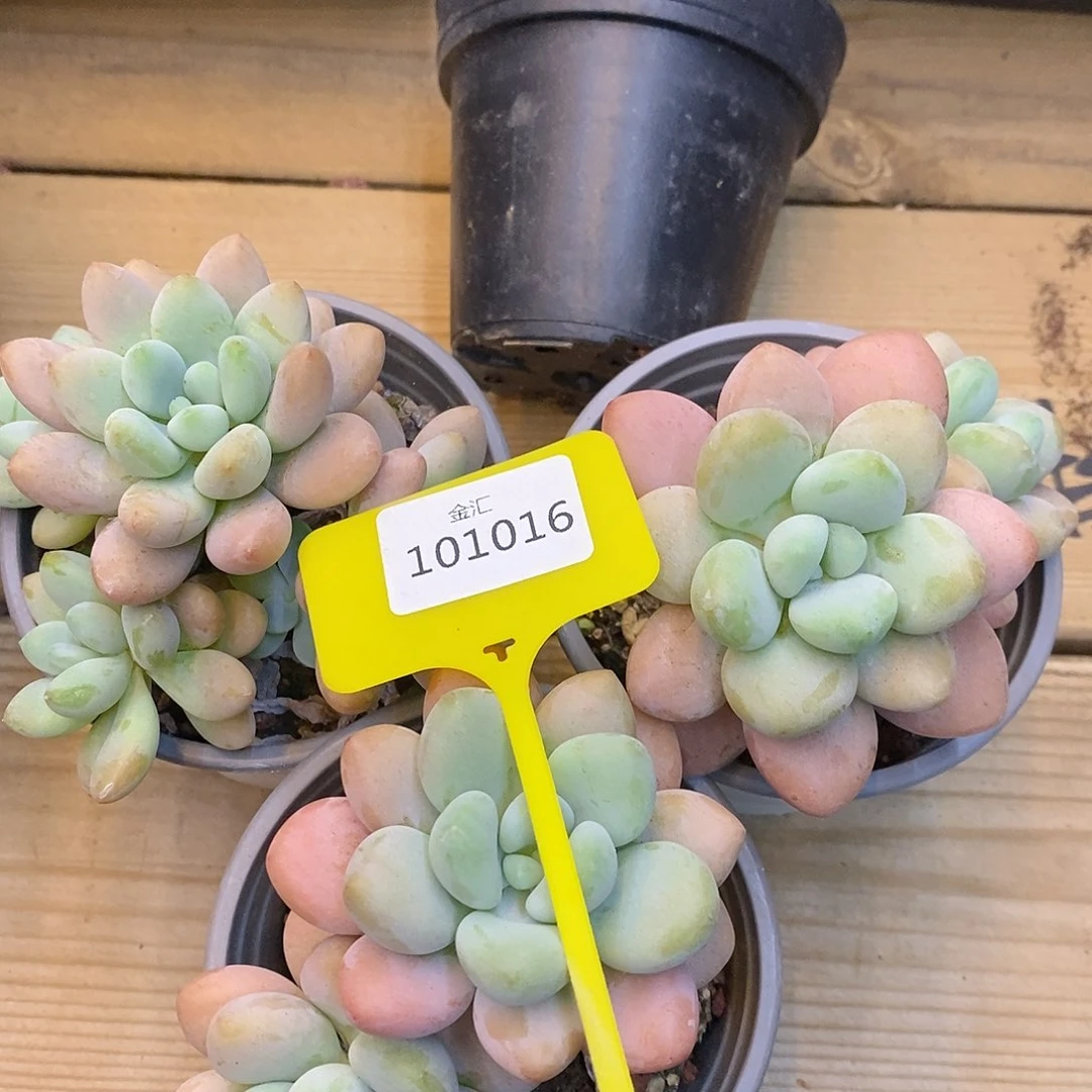 o*o福利多多。101016