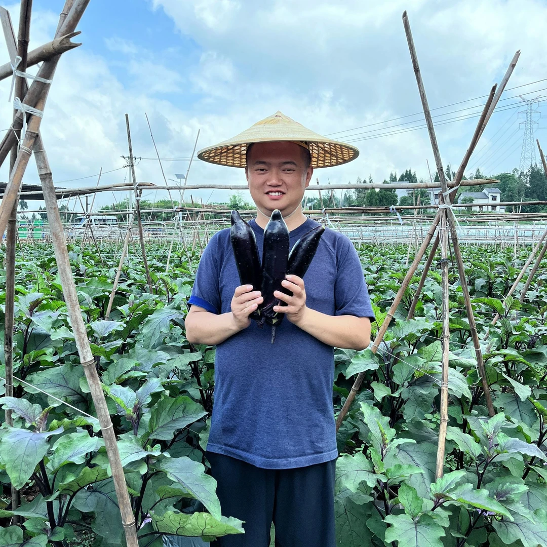 【茄子】重庆铜梁烧烤茄子紫皮阳光露天肉厚炒凉拌炸烧烤