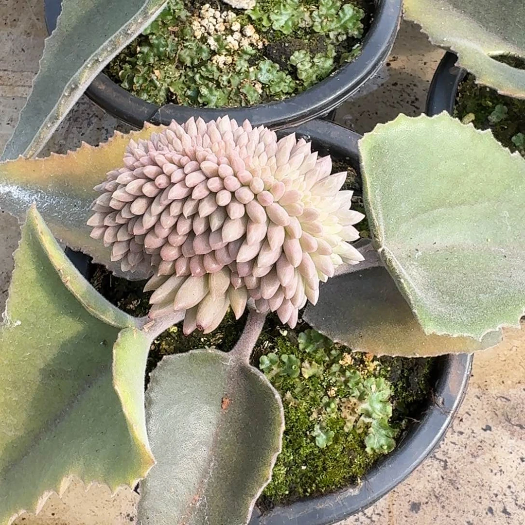 车厘子缀化多肉植物