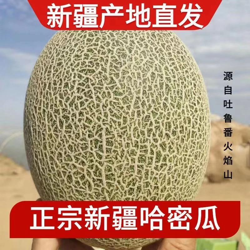 【新疆直发】哈密瓜新疆正宗爆甜西州蜜25号吐鲁哈番蜜瓜脆甜
