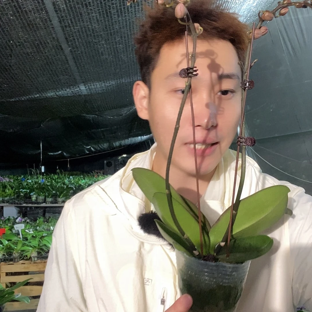 无花朵圣罗莎蝴蝶兰