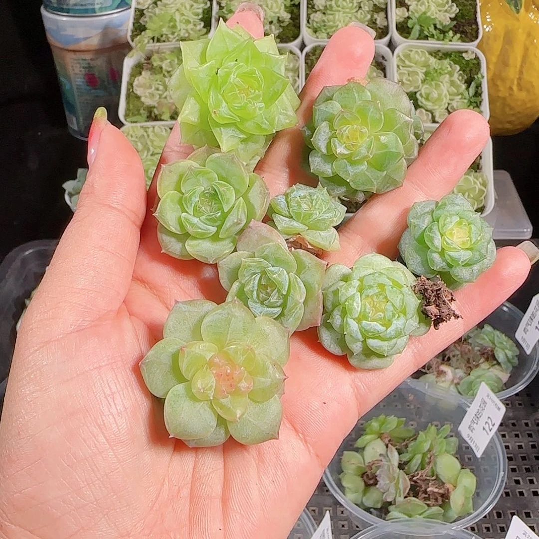 0913---125糖心珍妮