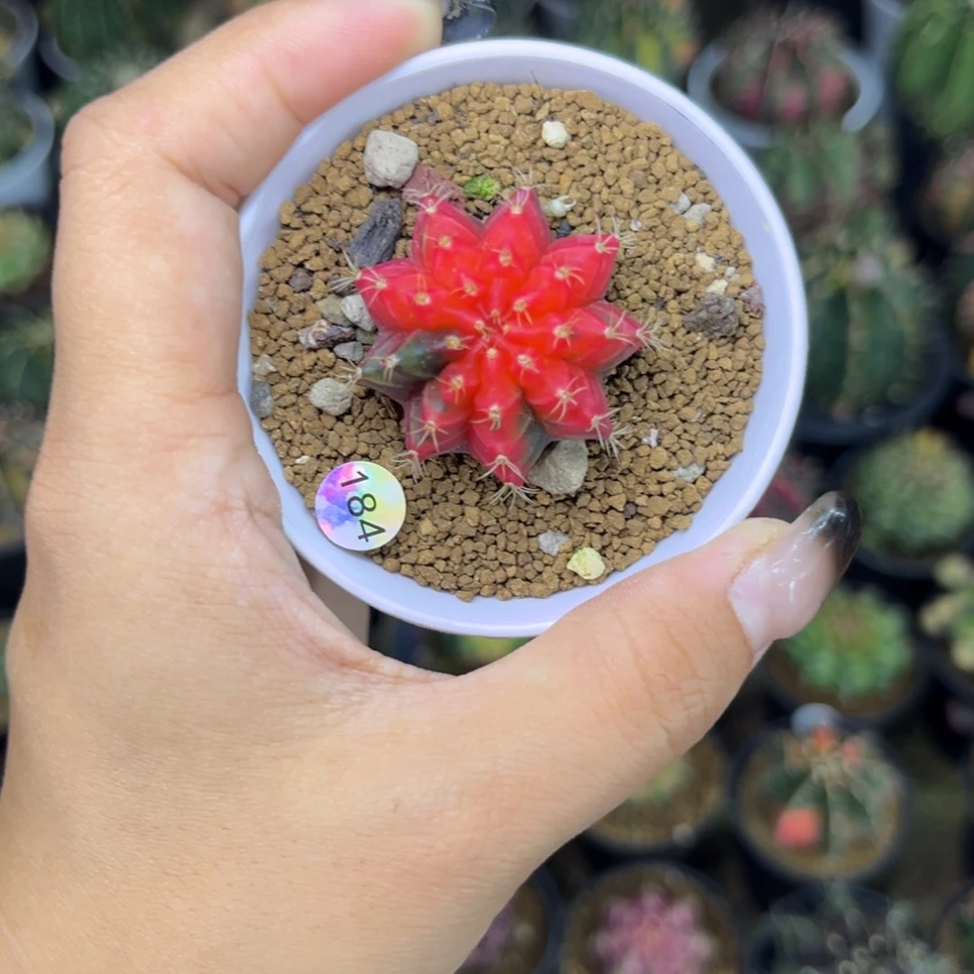 184 带盆土发货 特价