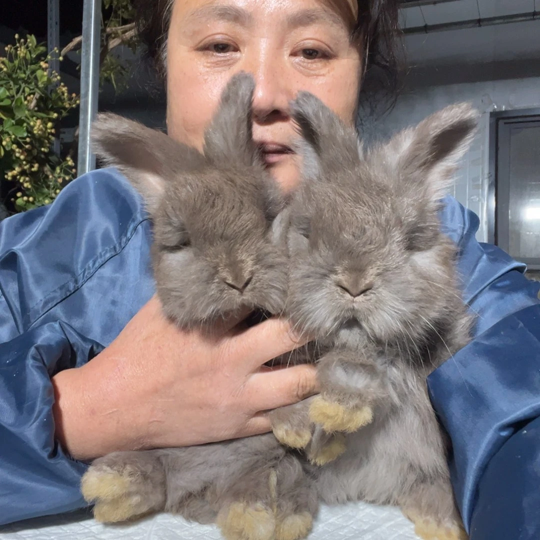 努***肥双血统英系安拉兔子