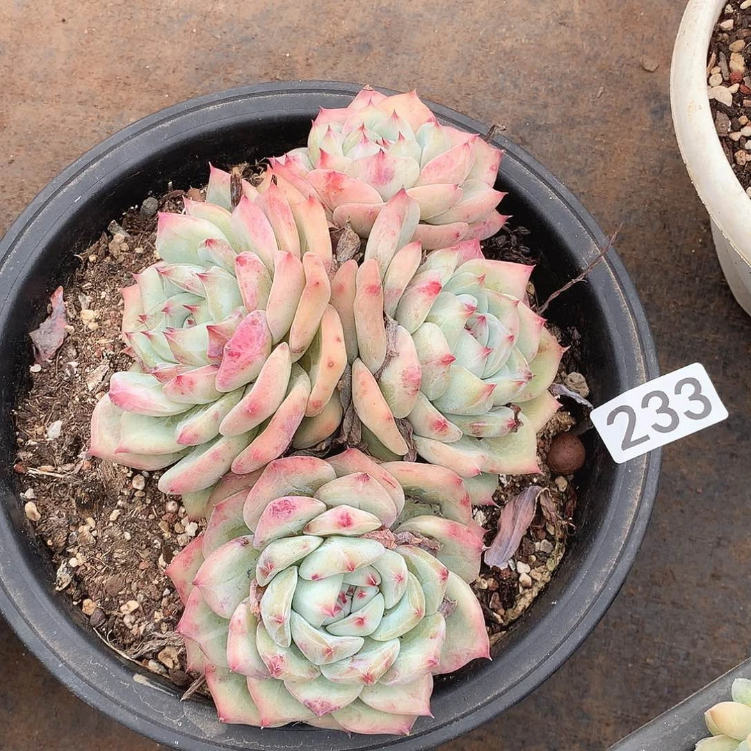 233白拉糖一物一拍多肉