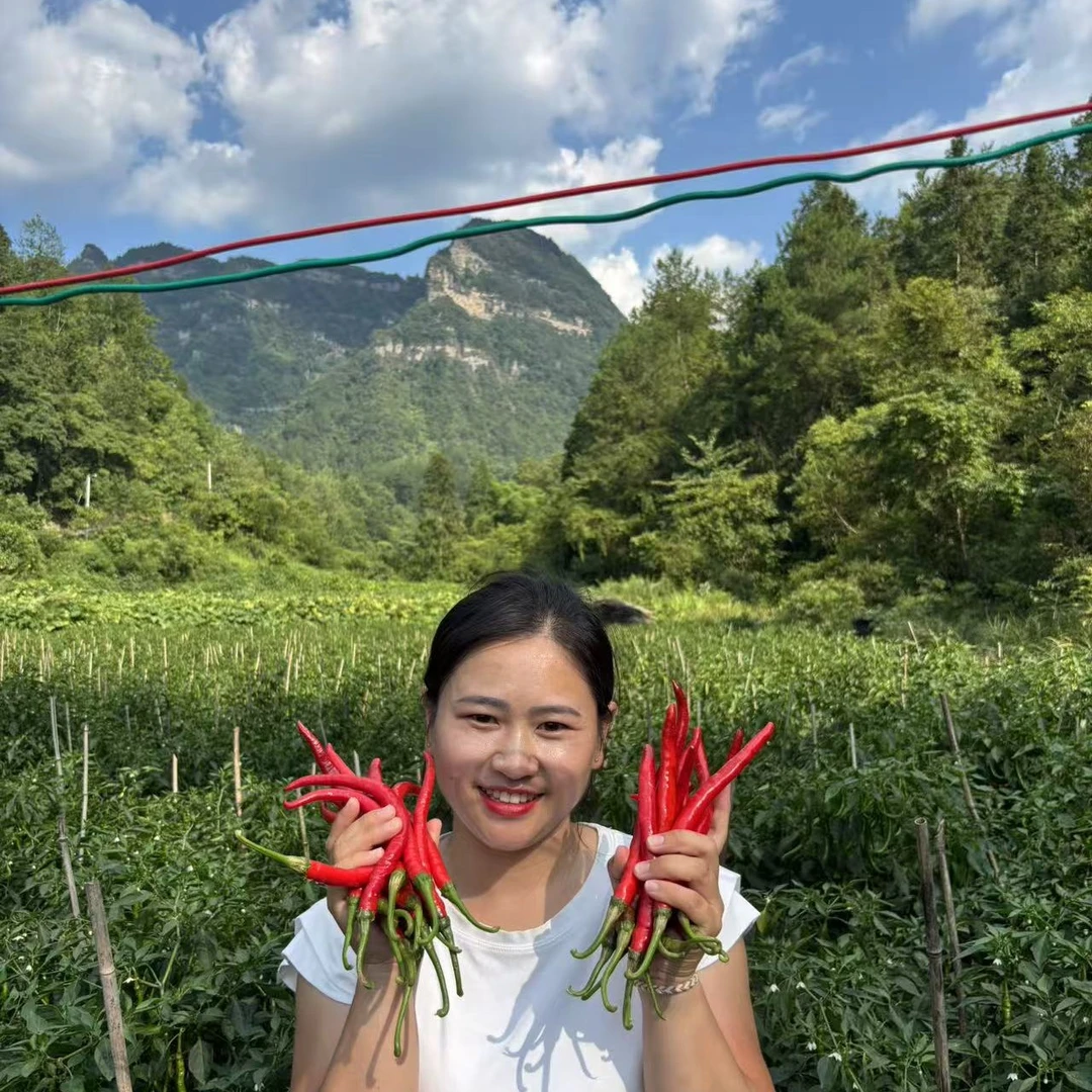 马尔科高山黄心黄皮黄皮黄心土豆小土豆