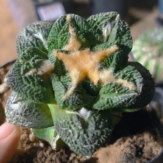 无花朵金毛大尤龟甲牡丹531
