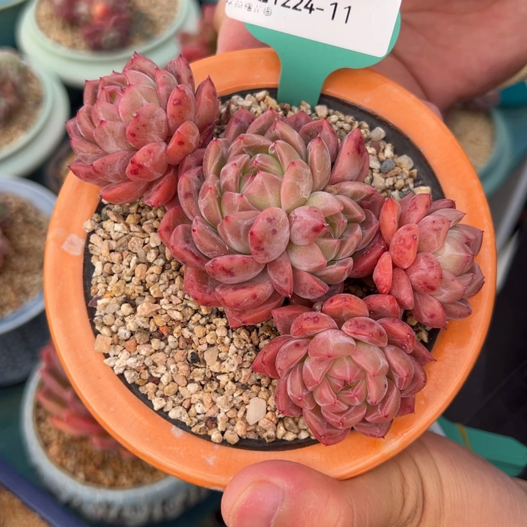 从前慢花园多肉编号1224-11