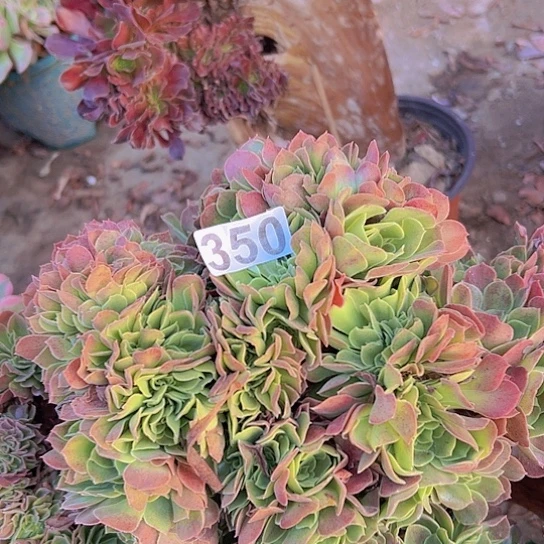 芳***院多肉植物一个玫瑰