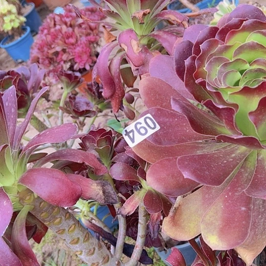 善***意多肉植物三个法师