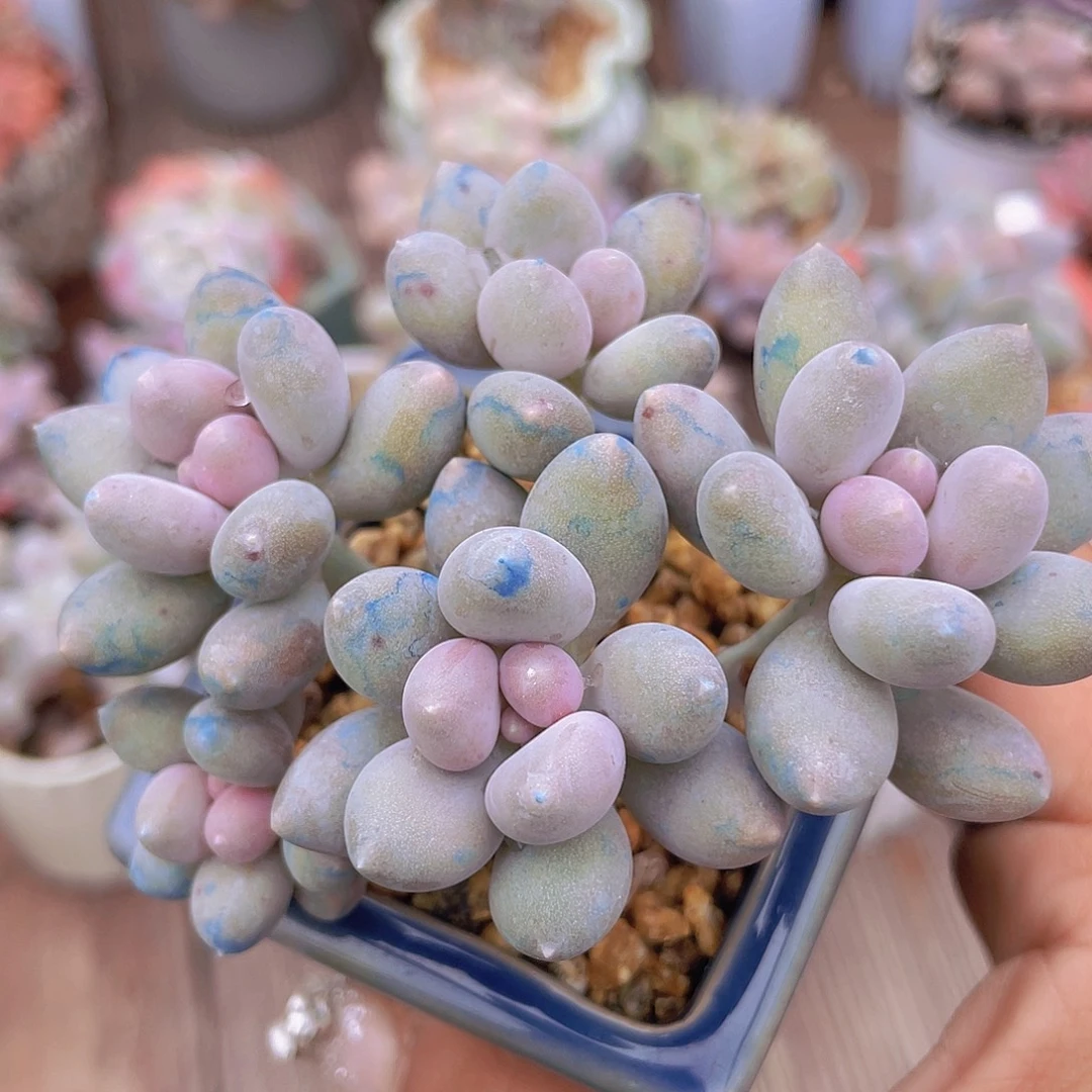 溜溜球 5头多肉植物