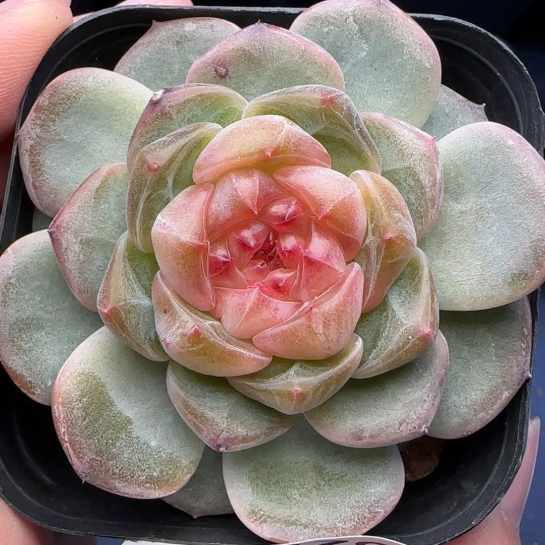 【满29包邮非偏远】578特价