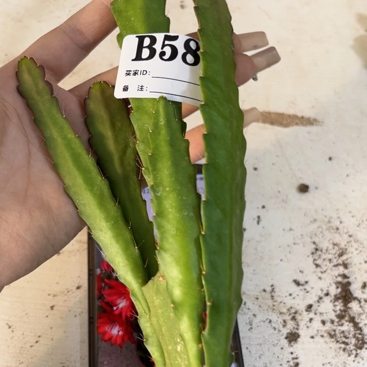 当前无花栽培后可以开花，585