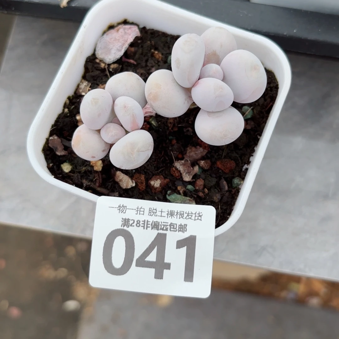 奶酪双头无盆土发货