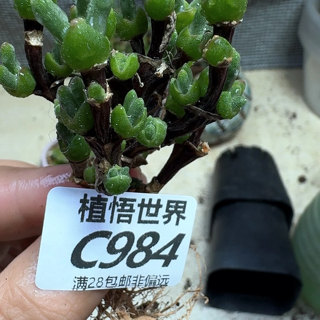 多肉植物的润泽fgb