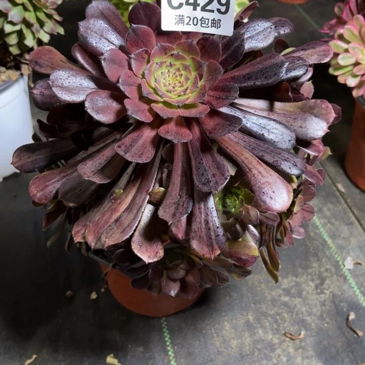 瑞妈一物一拍429