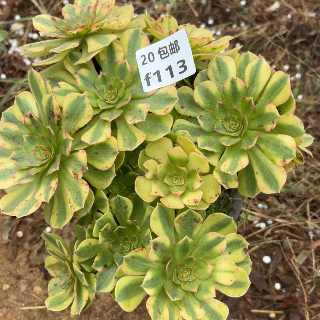 113雨荷，母本，多肉法师