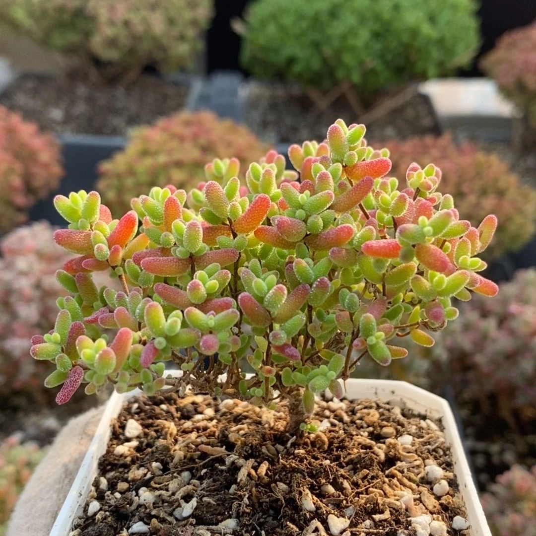 你****蜜橘糖球6831枝干番杏