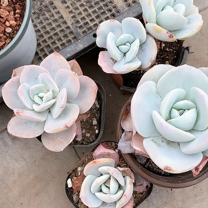 奶茶一物一拍4颗