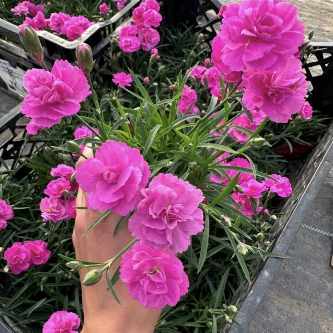 芳香石竹多年生宿根四季开花耐寒耐热庭院绿化地栽盆栽