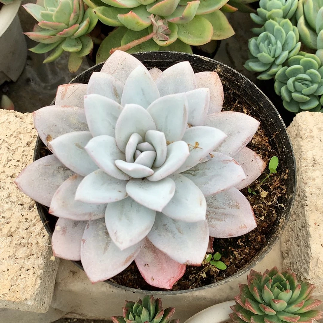 雪莲一物一拍8-106