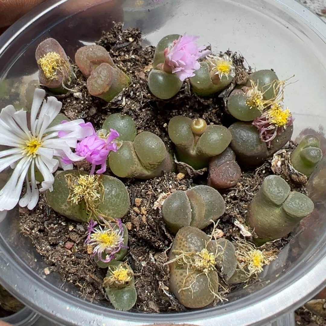 【闪购商品】 1088。