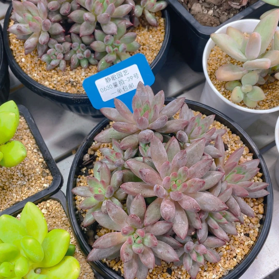 0630-39-正版虞美人大群一颗量拍