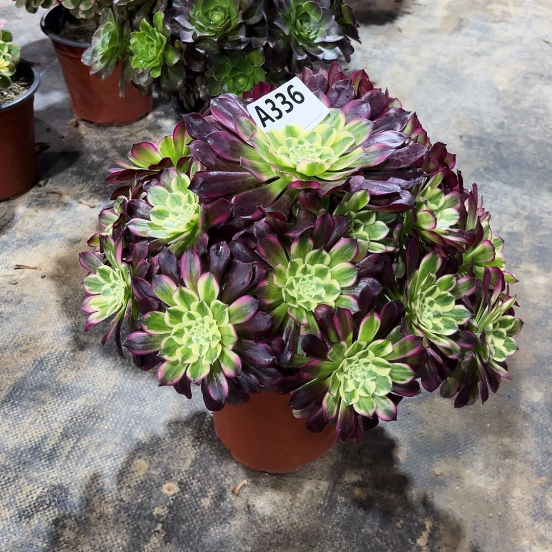 多肉植物天合336多肉