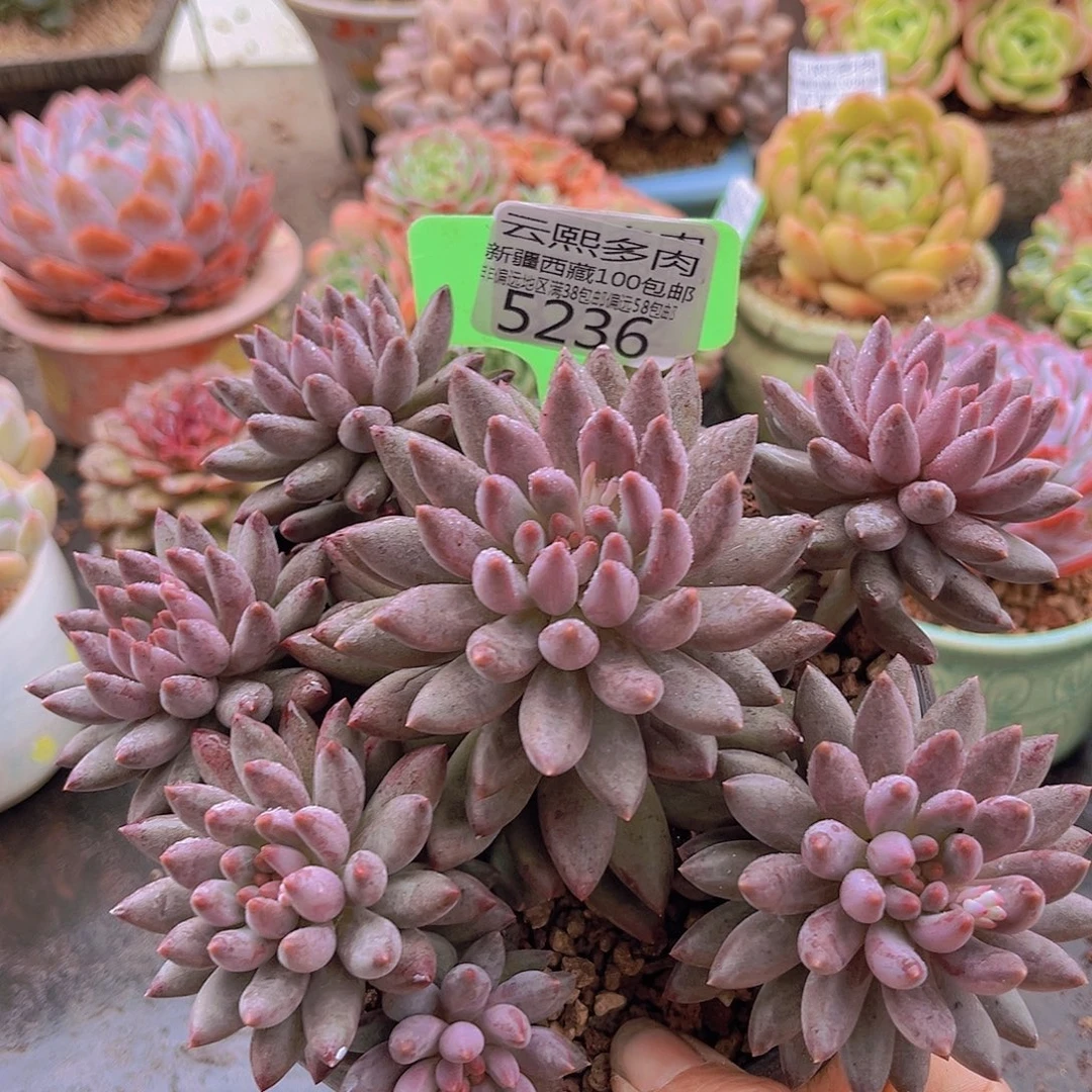5236虞美人。