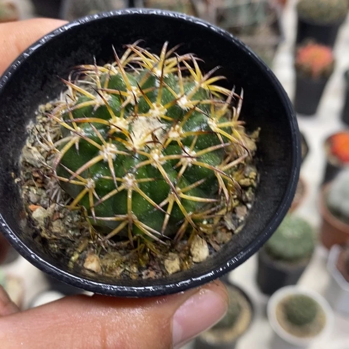 实生圆盘玉特价福利