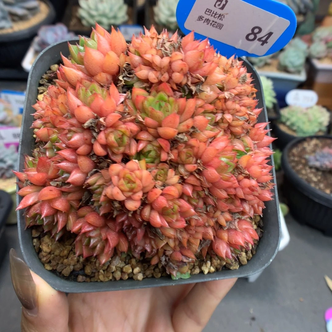 84红红多肉植物一物一拍