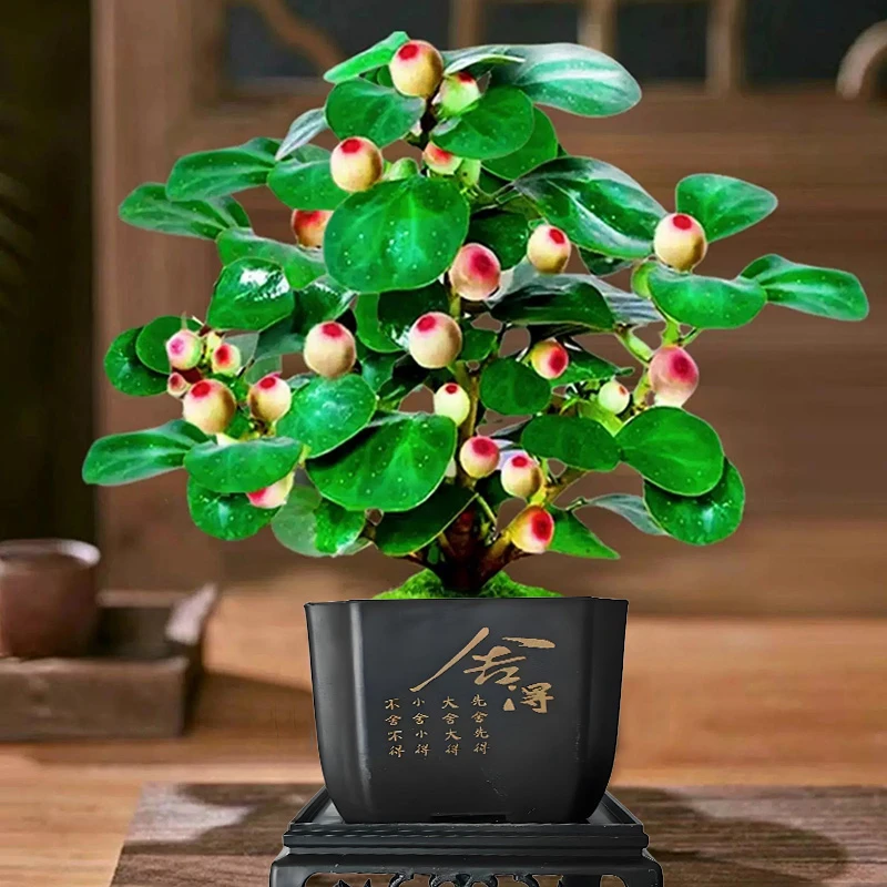 【20果 精选A货】菩提盆栽带果老桩菩提树盆景中式禅意办公室植物