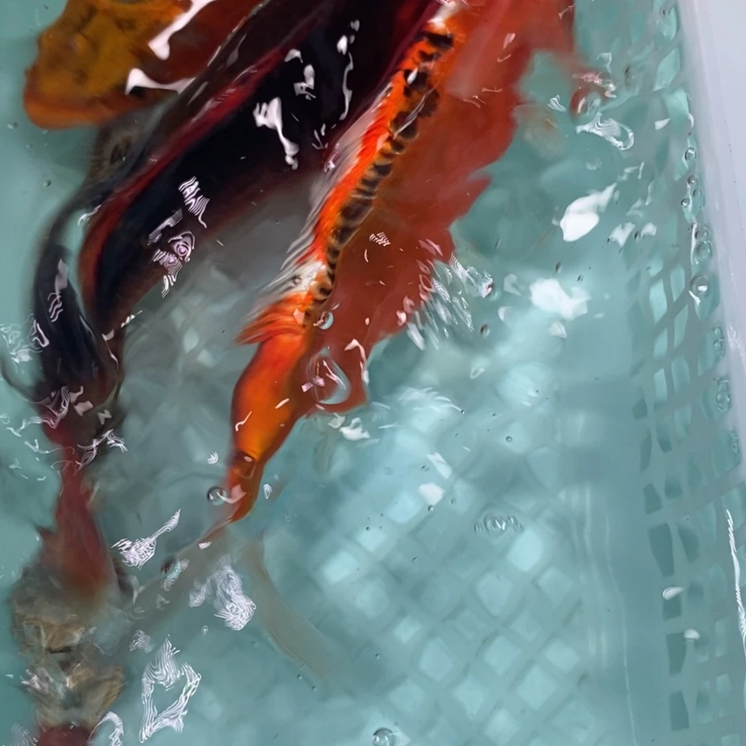 锦鲤冷水锦鲤包邮