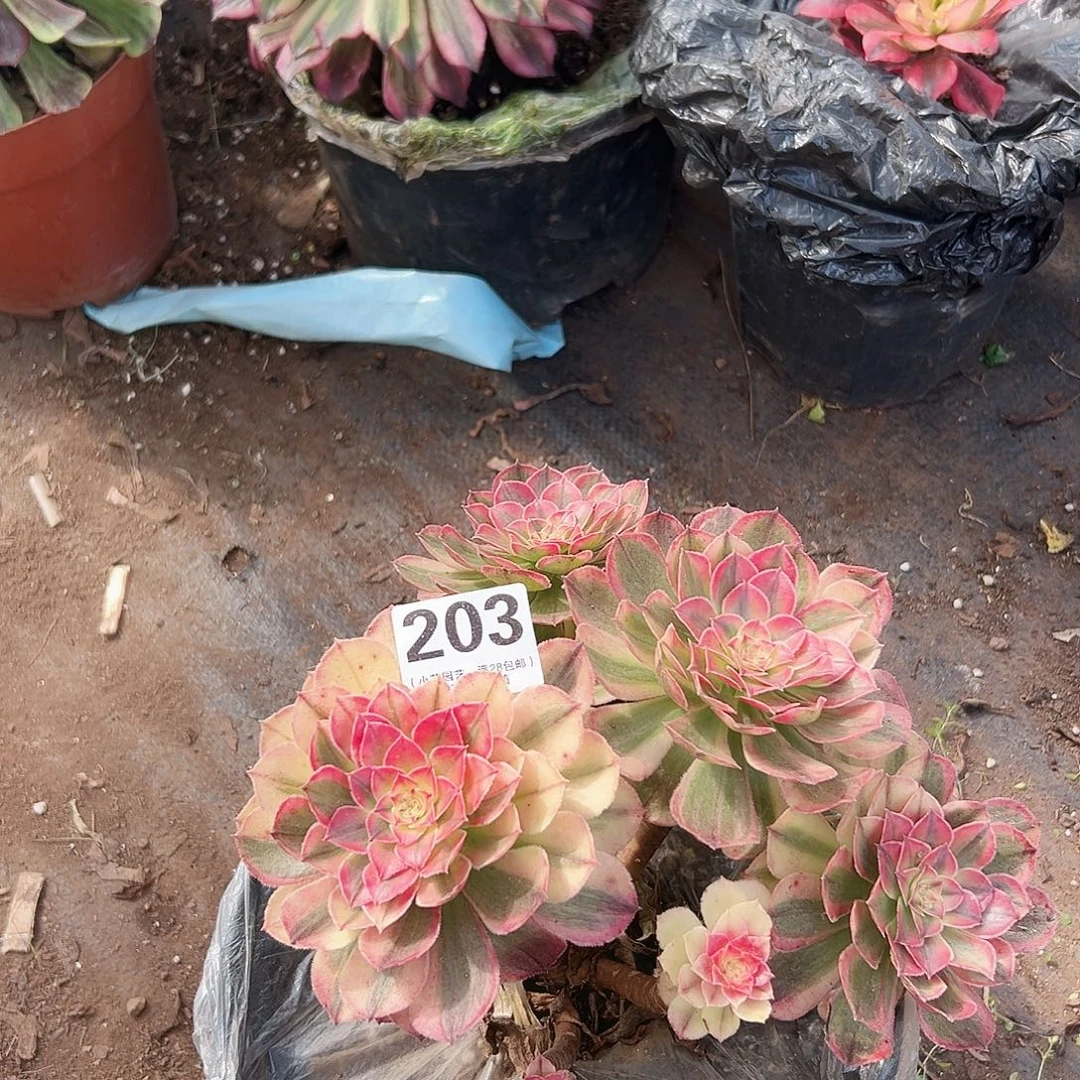 海神203多肉植物多肉植物