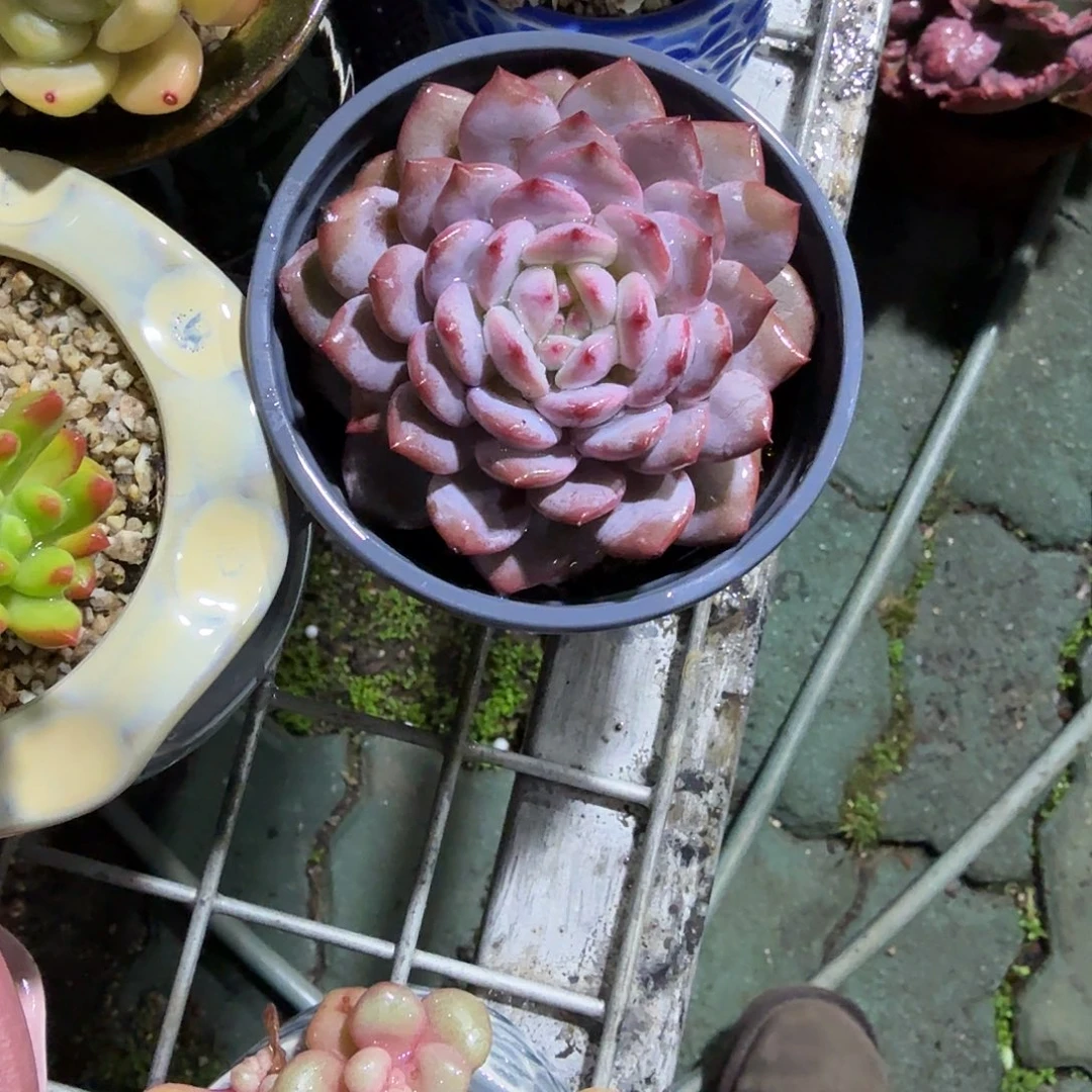 玉芙蓉单头多肉植物