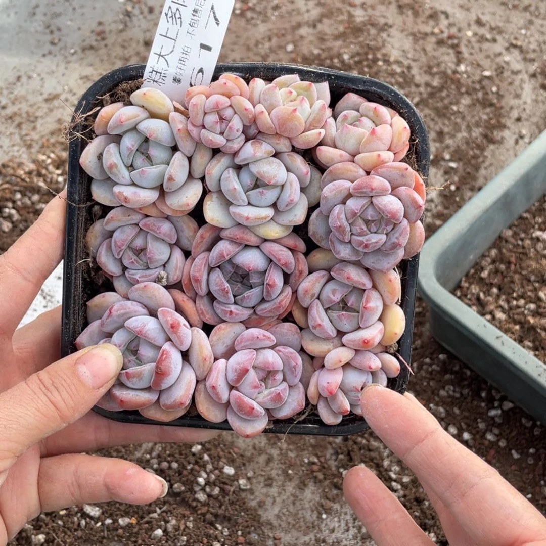 糕大上多肉植物617