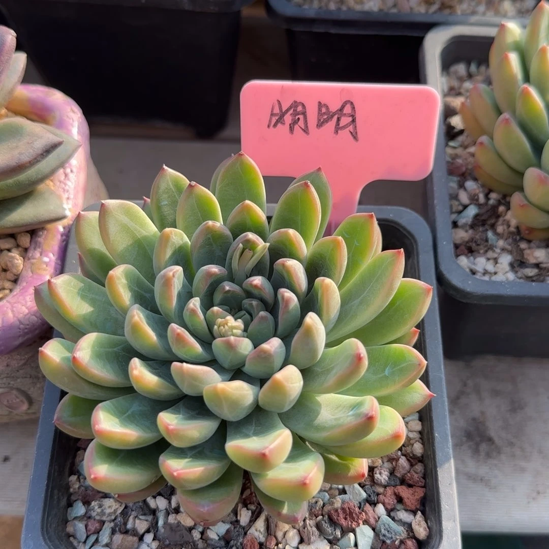 陨石单头五十包邮