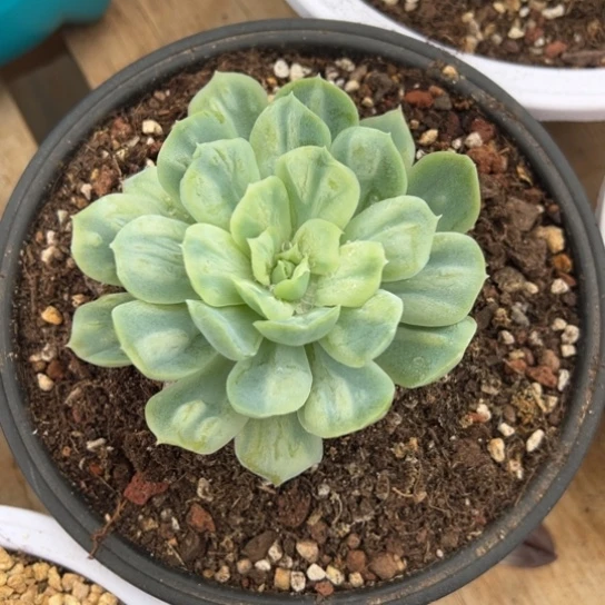 泡泡纱裙 夏鸣园艺