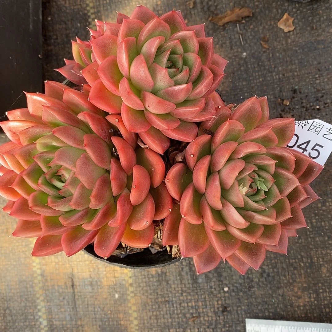 3045杂交老桩基地～14厘米