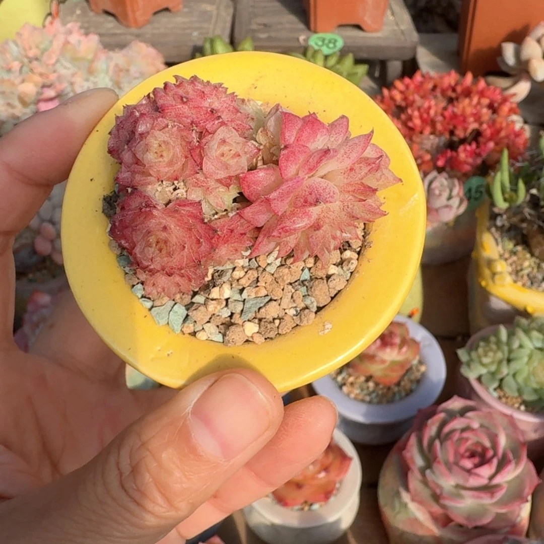 星星麦 多肉含盆土 一物一拍