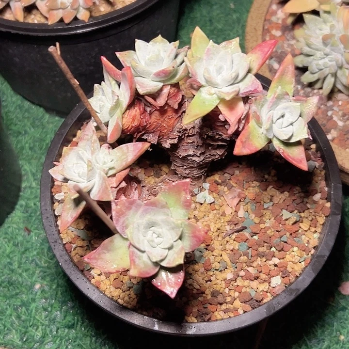 P*Z小鹿多肉一物一拍3666