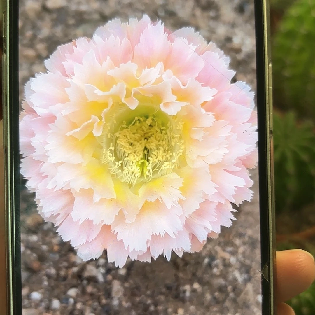 彩草青青颜如玉6.5公分左右