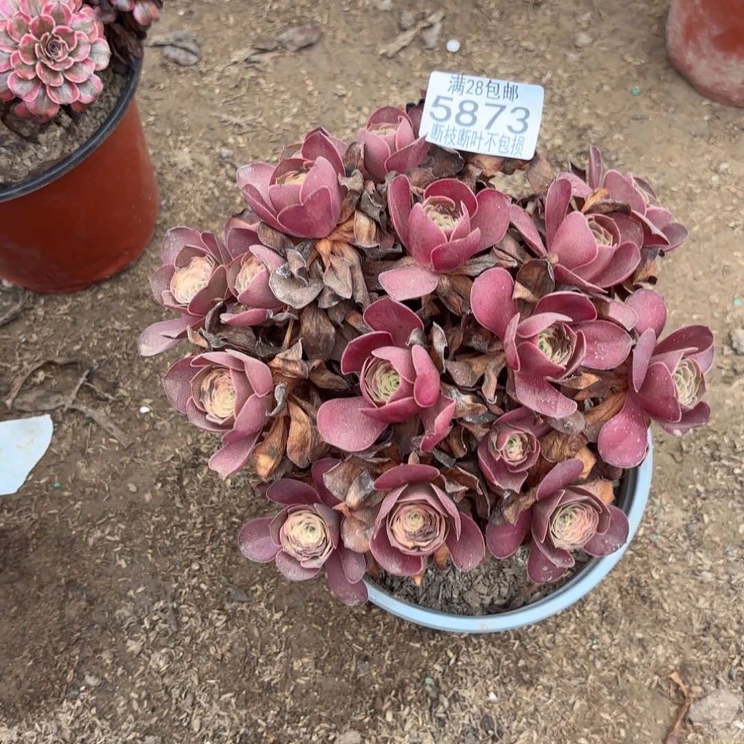 M. 5873美丽玫瑰多肉，ade