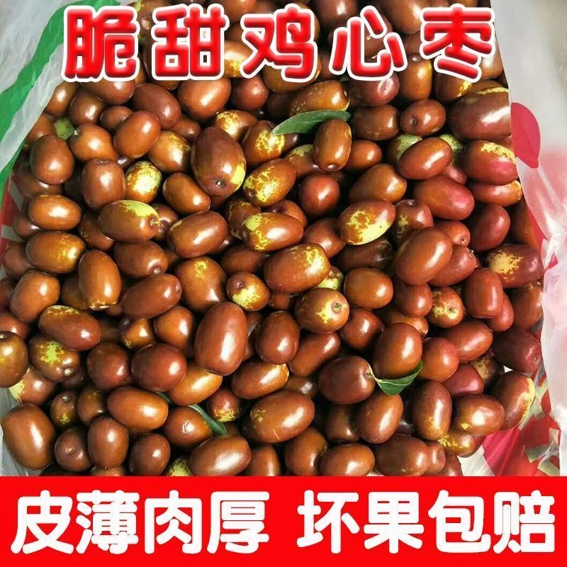 【现摘现发】5斤鸡心枣脆甜当季水果枣子包邮新鲜整箱非灵武枣