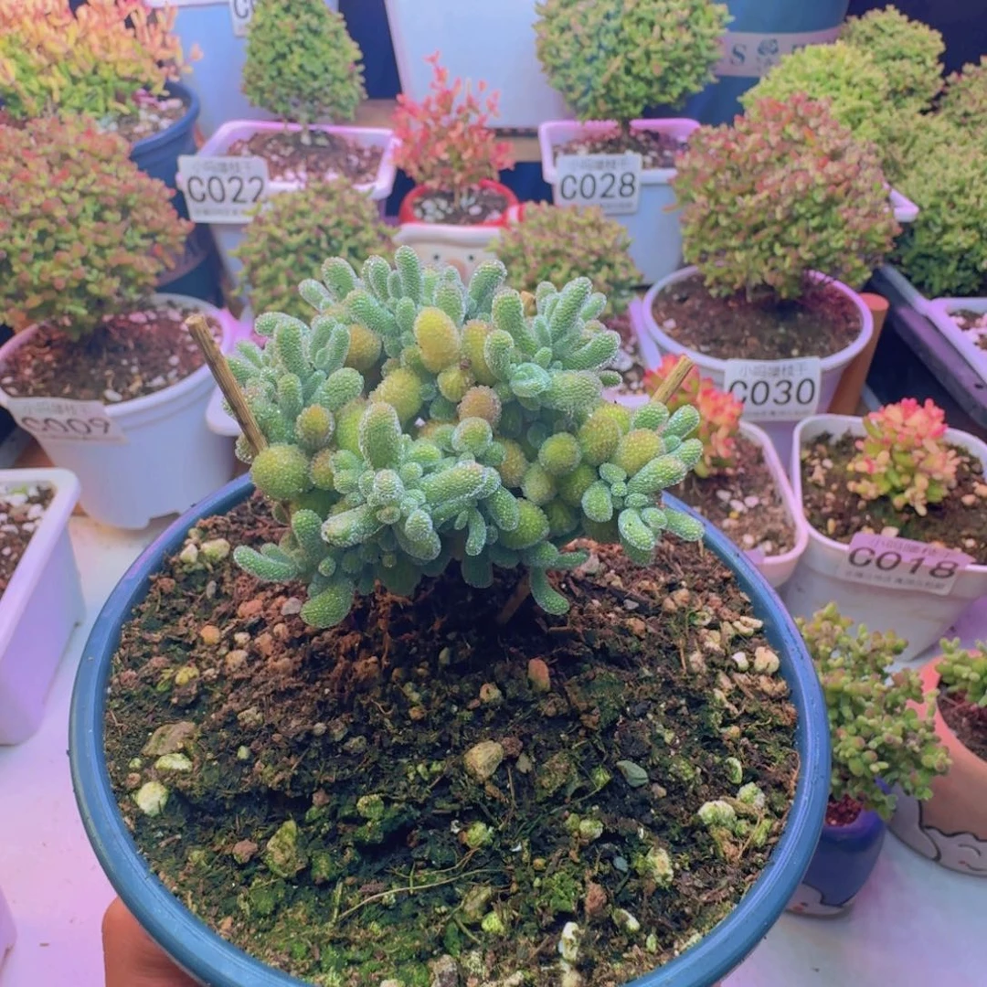 枝干番杏蜜桔糖球冰晶