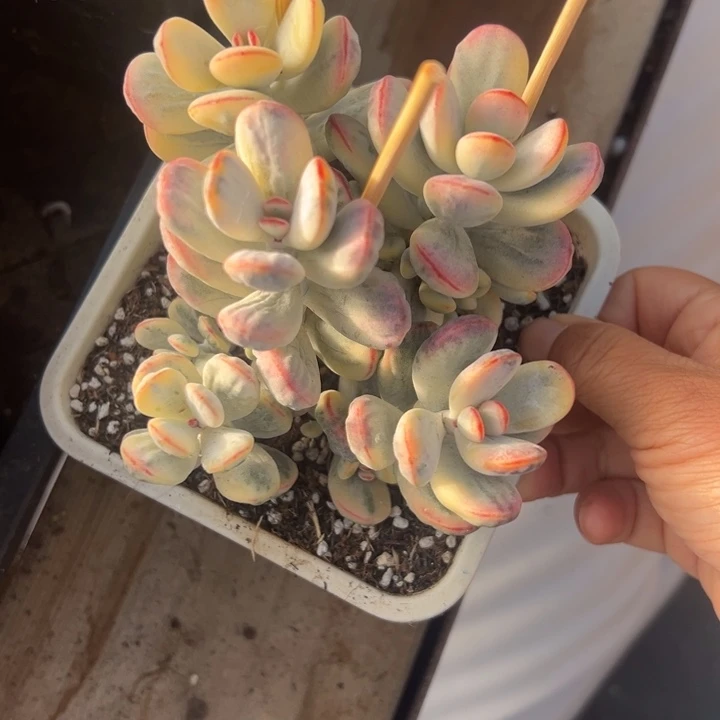 无花朵301号开播福利有砍龅牙